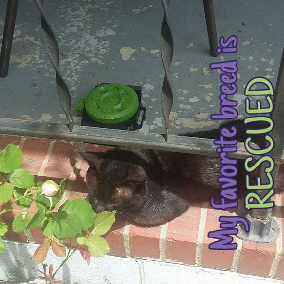 Meet your Posher, Robin - Picture 1 of 1